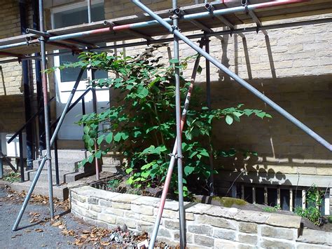 Japanese Knotweed: A Legal Nightmare for Homeowners