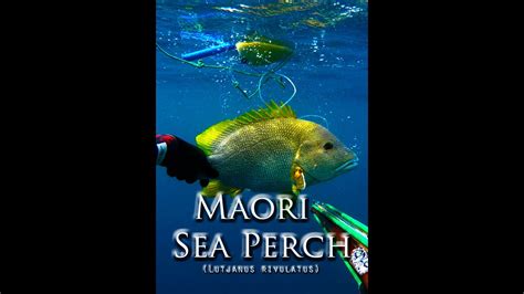 Short Ep03spearfishing Maori Sea Perch Youtube