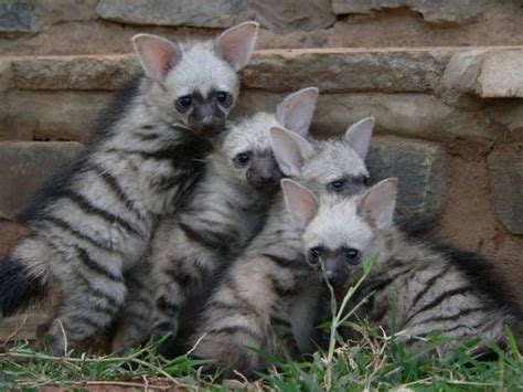 Aardwolves Are Cute | Animals