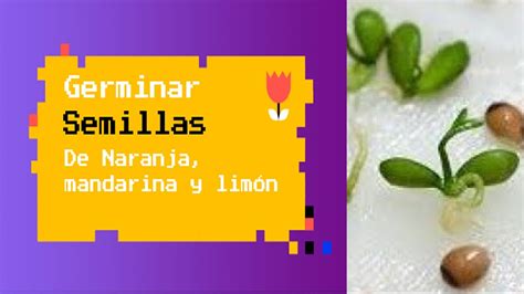 Cómo germinar semillas de naranja mandarina o limón How to sprout