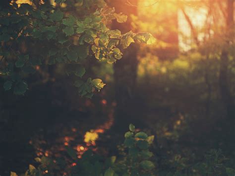 Wallpaper Sunlight Forest Leaves Sunset Nature Reflection