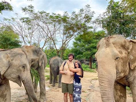 Koh Samui Halvdagstur Til Elephant Kingdom Sanctuary Getyourguide