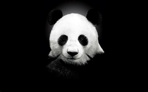 Fondo HD Panda oscuro