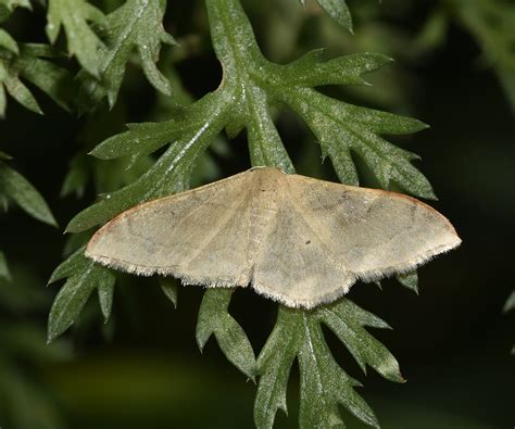 Idaea Degeneraria Geometridae Butterflies Of Crete