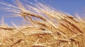 Польза цельнозерновых продуктов - состав цельного зерна. | Classdiet