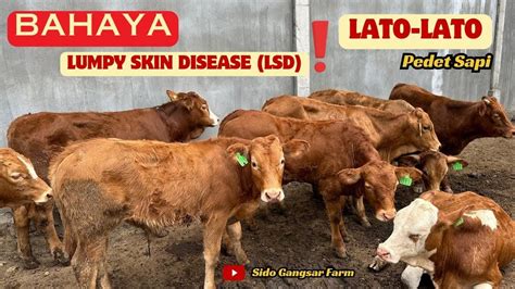 Perawatan LSD Lumpy Skin Disease Atau Penyakit LATO LATO Pada Pedet