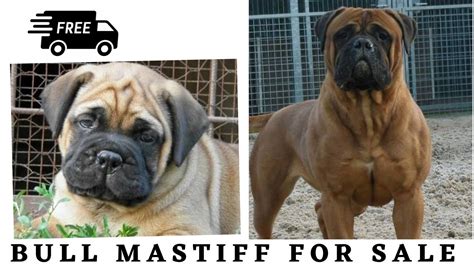 How Much Do Bullmastiff Puppies Cost