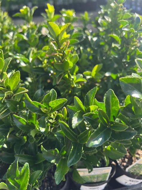 Euonymus Japonicus Tom Thumb Neth Plant