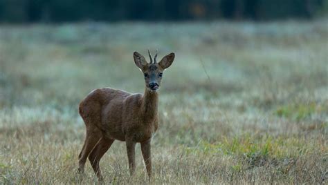 Des chevreuils ivres À cette période de l année ces animaux sont