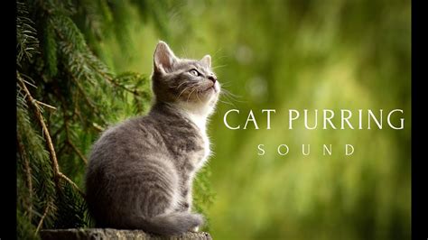 Cat Purring Sound Cat Purring Asmr Soothing Sounds For Relaxation And