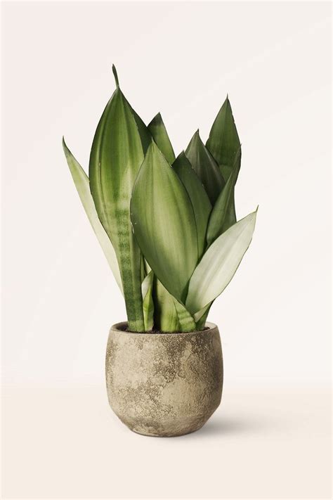 Comprar Sansevieria Moonshine Online April Plants Sansevieria