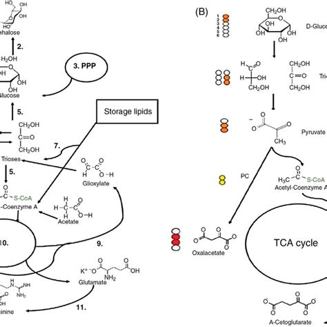 1 Simplified Diagrams Of Carbon Fluxes In The Metabolic Pathways Of Download Scientific Diagram