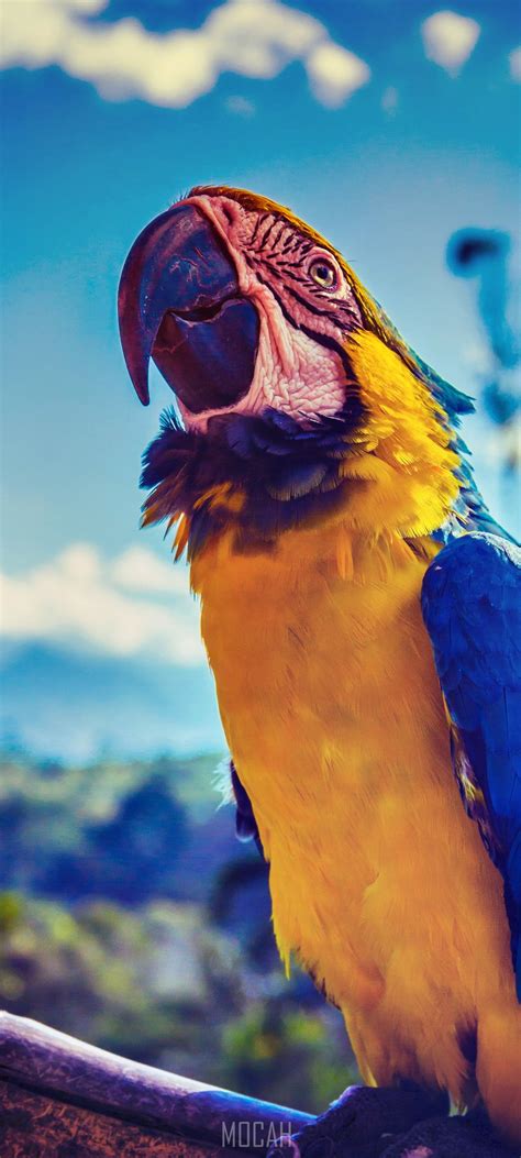 Macaw Parrot Bird Colorful 4k HD Wallpaper