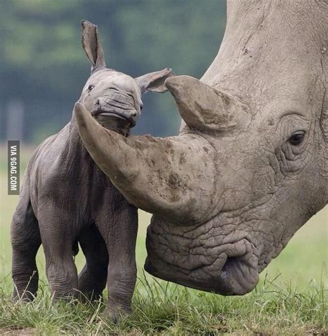 Adorable Baby Rhino With His Mother Beautiful Creatures Animals