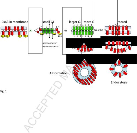 Figure 1 From Spatio Temporal Regulation Of Connexin43 Phosphorylation