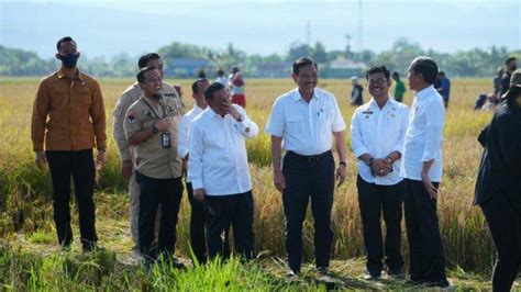 Jokowi Senang Panen Raya Di Maros Hasilkan Ton Per Hektar Tribun