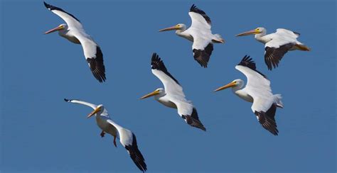 A PELICAN in Ontario? Learn about this unique bird today! - Bird ...