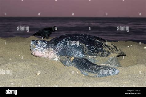 Adult Female Leatherback Sea Turtle Dermochelys Coriacea On A Sandy