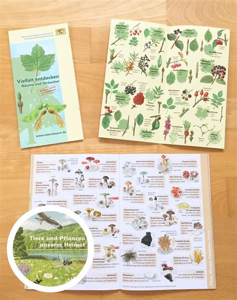 Kostenloses Material zum Thema Wald in der Grundschule Bäume