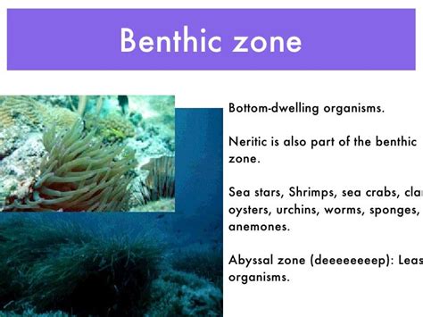 Aquatic Biomes