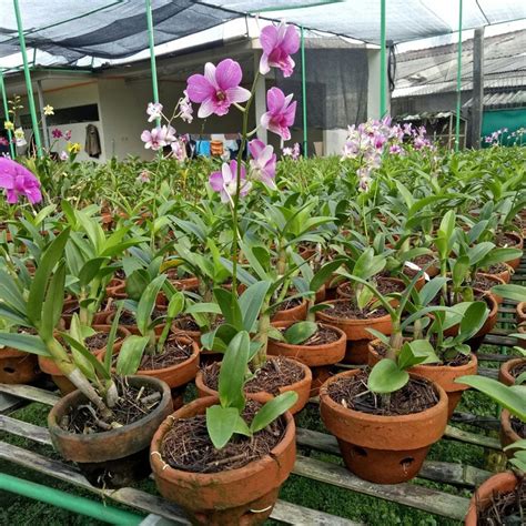 Jual Pohon Anggrek Hidup Tanaman Anggrek Dendrobium Bunga Ungu