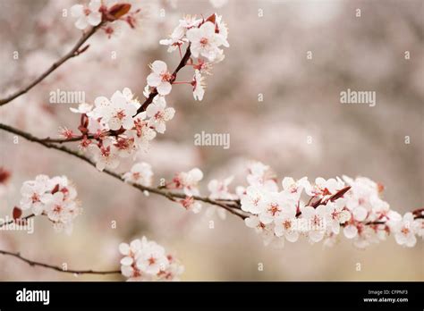 Prunus Cerasifera Diversifolia Cherry Plum Blossom Stock Photo Alamy