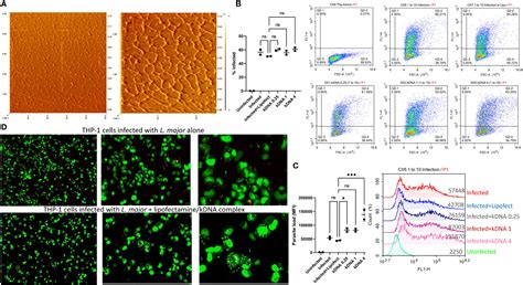 Frontiers Leishmania Kinetoplast Dna Contributes To Parasite Burden