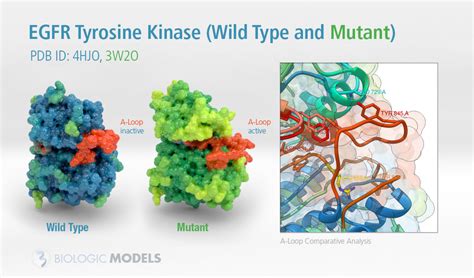 Egfr Tyrosine Kinase Biologic Models