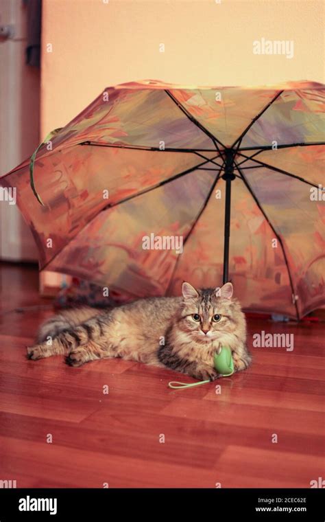 Kitten Under Umbrella Hi Res Stock Photography And Images Alamy