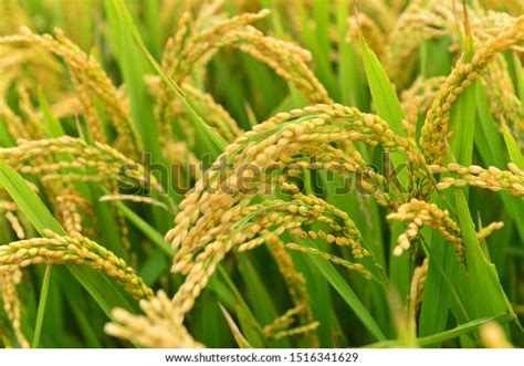 Mature Rice Field Highway Channel Stock Photo 1516341629 Shutterstock
