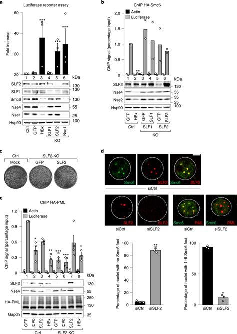 Slf Promotes Silencing By Recruiting Smc To Pml Nbs A Hepg Cells