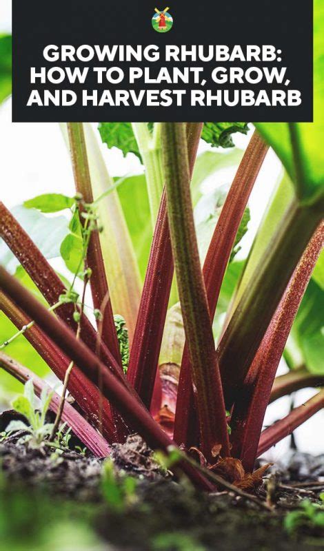 Growing Rhubarb Varieties Planting Guide Care Problems And Harvest