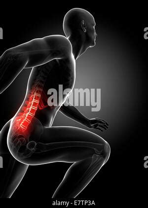 Anatom A De La Columna Vertebral Humana Dolor Lumbar Y Dolor De