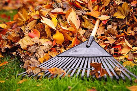 Fall Yard Cleanup Musts – Dooley Pyne