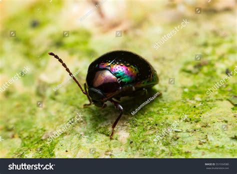 Chrysolina Cerealis Royalty Free Photos And Stock Images Shutterstock