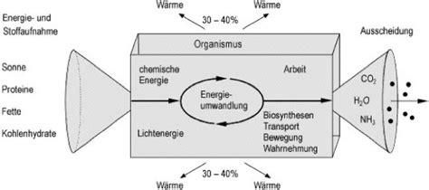 Groenblauwe Netwerken Stoffwechseldefinition Biologie