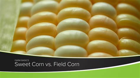 Sweet Corn Vs Field Corn Youtube