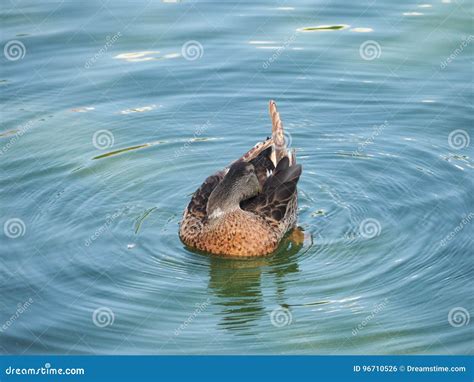 Bottoms Up Stock Photo Image Of Duck Water Female 96710526