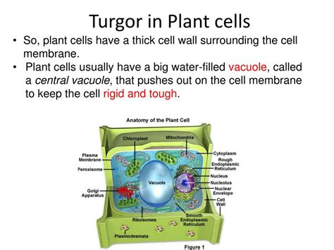 PPT - Turgor Pressure PowerPoint Presentation, free download - ID:2180393