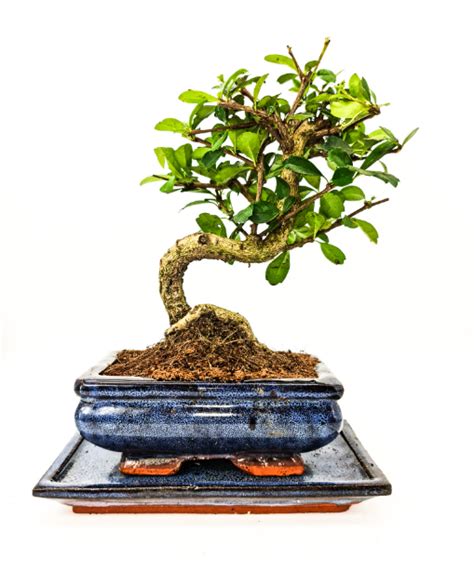 Carmona Bonsai Care Pruning Watering And More Bonsai2u