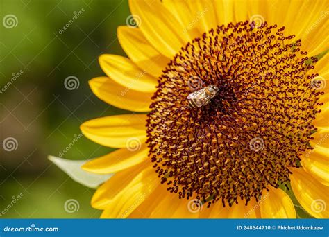 Blooming Dwarf Yellow Sunflower Flower With Bee Finding Nectar On It