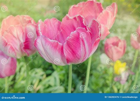 Pink Parrot Tulip Stock Photo Image Of Colorful Organic 136282476