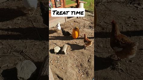 Pumpkin Treat For Chickens Youtube