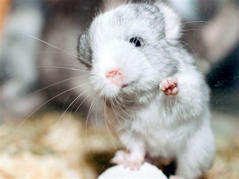 Chinchilla Fur Chewing (Causes, Prevention & Vital Info)