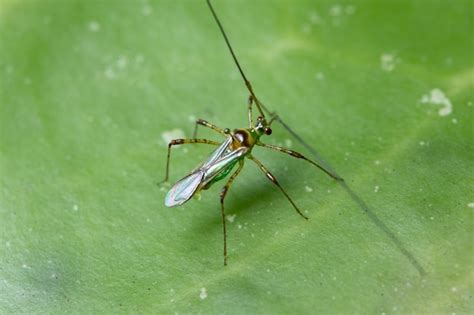 Premium Photo | Long legged insect macro in nature