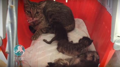 Cats Rescued From Hoarding Case Youtube