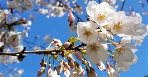 桜始開（桜はじめて開く）ー今日は桜の日｜haco 🍀ガーデンプランナー🌱庭のある暮らし植物のある暮らし