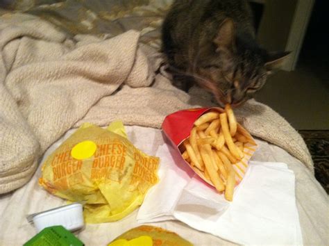 » McDonalds – 2 Cheeseburger Meal and Feline Thief Dine at Joe's