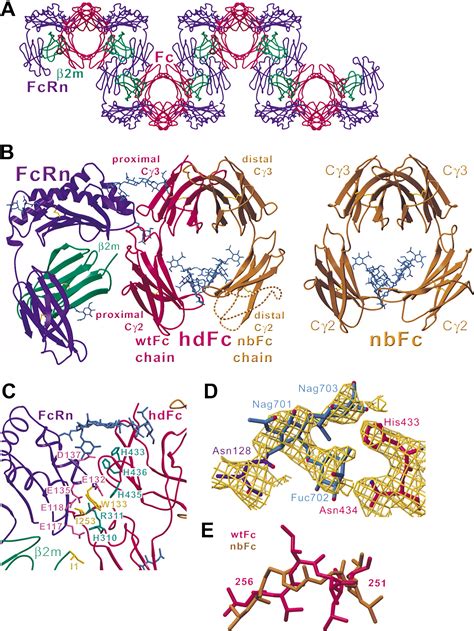 Crystal Structure At Of An Fcrn Heterodimeric Fc Complex