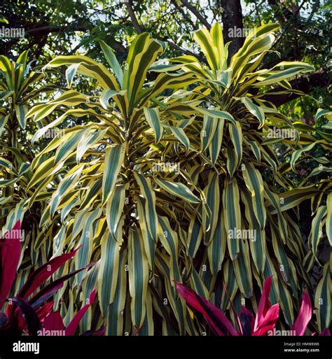 Dragon Tree Dracaena Marginata Or Pleomele Marginata Asparagaceae